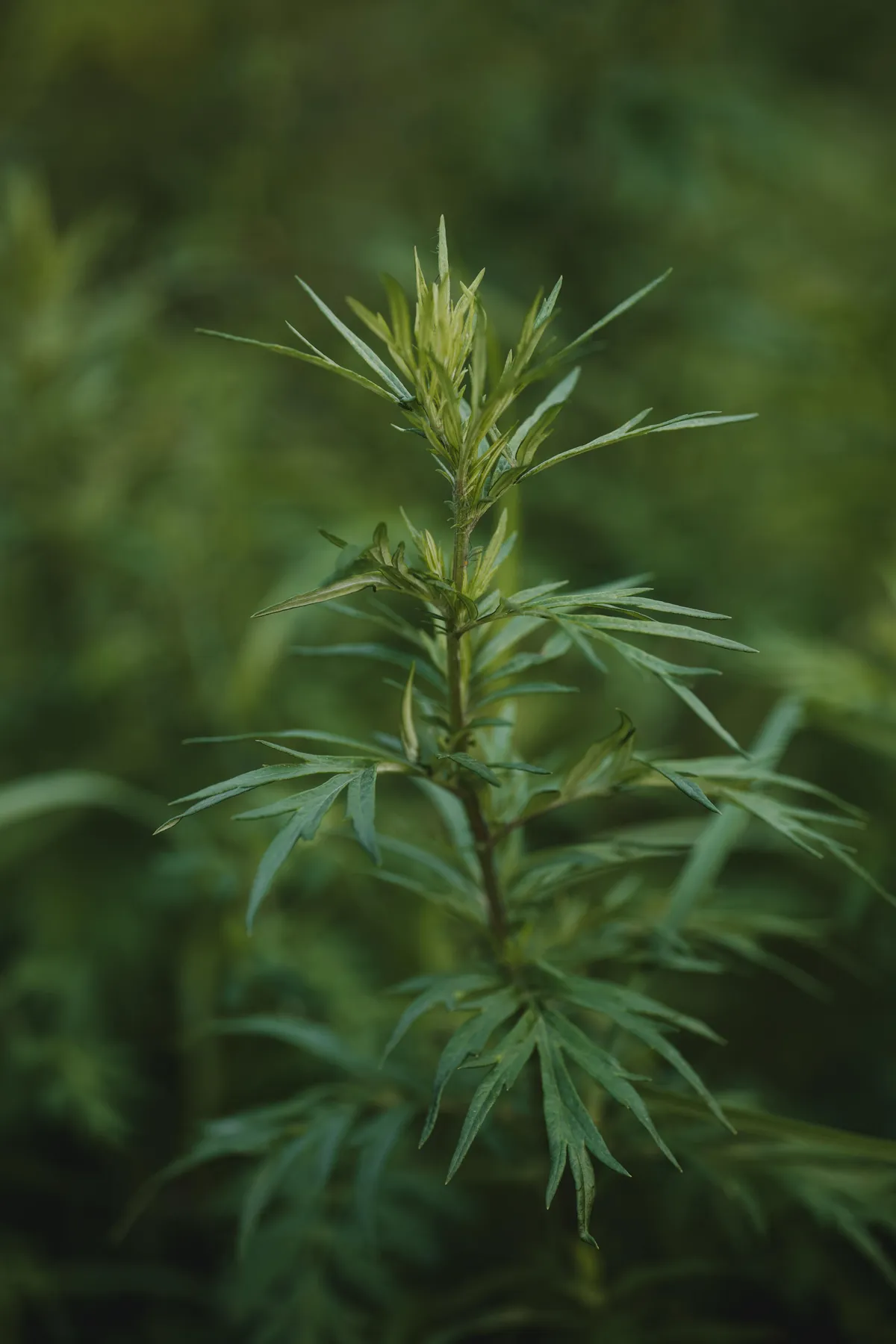 Close-up of mugwort plant showcasing green leaves and natural detail in soft focus.