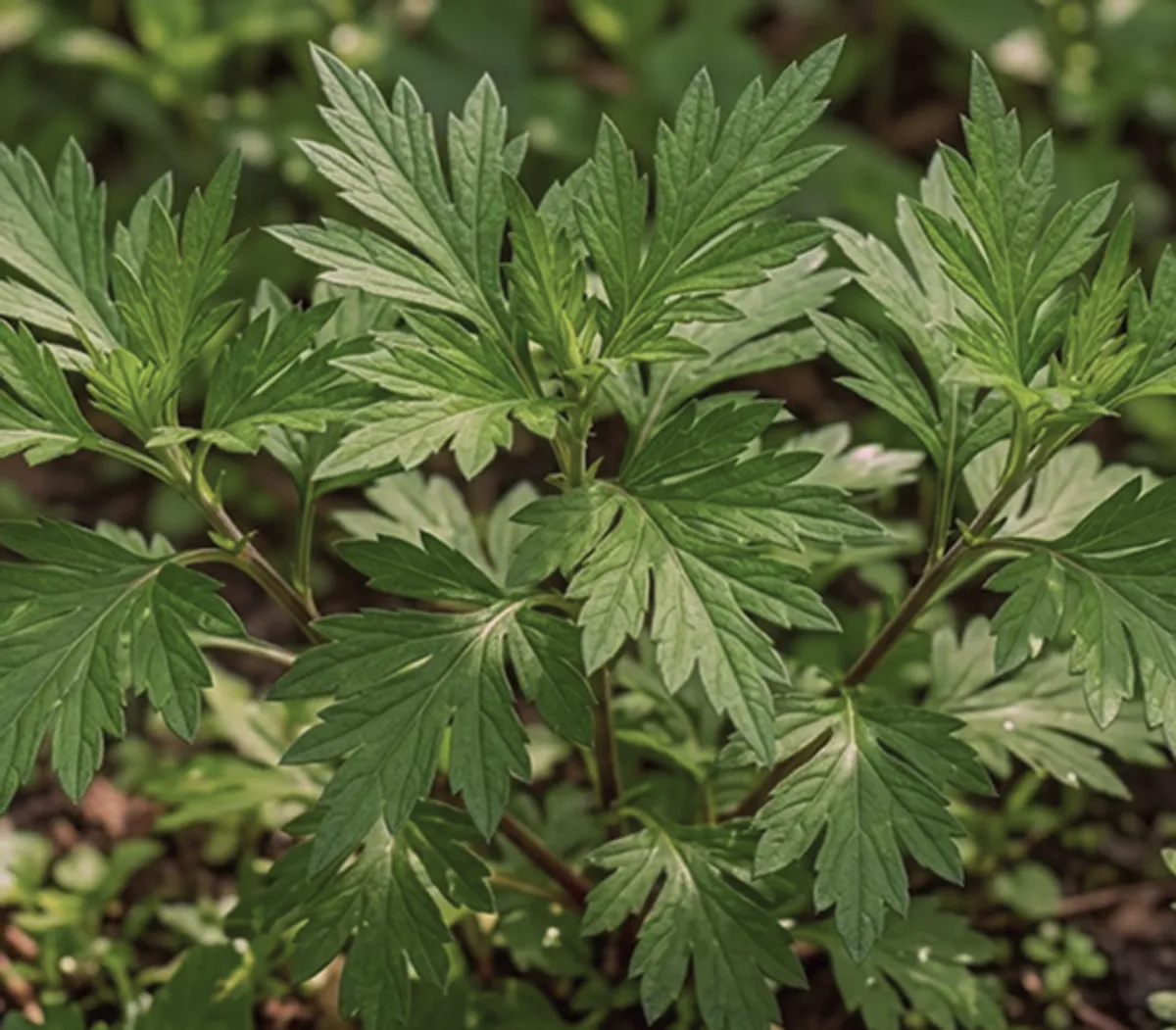 Fresh mugwort leaves used for yomogi-mushi herbal steam therapy.